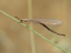 libellula o zanzara??? libellula o zanzara???