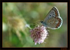 Farfallina Farfallina