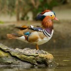 Aix galericulata - Anatra Mandarina
Centro Cicogne e Anatidi LIPU - Racconigi (CN) - Italy