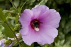 impollinazione impollinazione