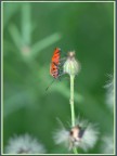 cimice rossa