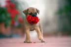 il mio cane: Sayid il mio cane: Sayid