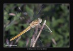 Dragon Fly�2007