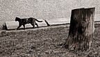 passeggiando
