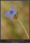 Perfettamente.... in semitrasparenza: Polyommatus Escheri