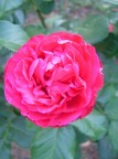 La rosa La rosa