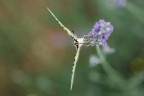 Aggrappata ad un Fiore Aggrappata ad un Fiore