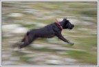 Azha, il mio cane. Azha, il mio cane.