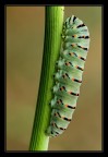 Bruco di Papilio Macaon Bruco di Papilio Macaon