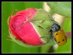 Una rosa per te... Una rosa per te...