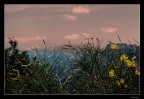 Il mondo visto da un fiore Il mondo visto da un fiore