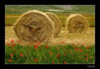 Dopo la fiorita Dopo la fiorita