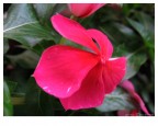 Pervinca Pervinca