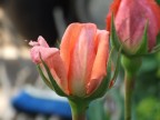 Rosa Rosa