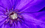 Clematis Clematis