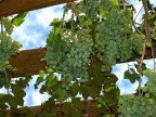 vendemmia vendemmia