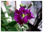 Wallflower Wallflower