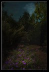 Moonlight serenade Moonlight serenade
