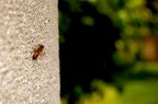 Appoggiata al muro Appoggiata al muro