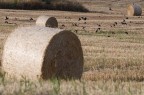 uccelli e balle uccelli e balle