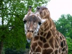 Smorfia di una Giraffa :-) Smorfia di una Giraffa :-)