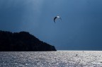 kite8 kite8