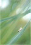 Astro-Hopper