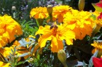 Giallo2 Giallo2