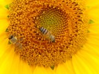 girasole e ape girasole e ape
