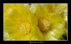 Spicchio di Sole