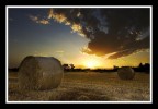 The Harvest The Harvest