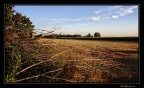 Quel che resta dell'oro......in campagna Quel che resta dell'oro......in campagna