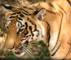 Tiger Tiger