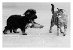CANE & GATTO CANE & GATTO