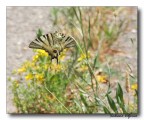 Fiore di primavera Fiore di primavera
