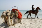 Vita da spiaggia Vita da spiaggia