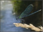 Libellula Libellula