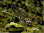 Libellula Libellula