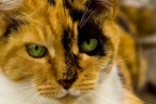 Gatto