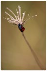 Zygaena dall'alto Zygaena dall'alto