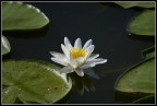 solitario solitario