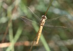 dorata dorata