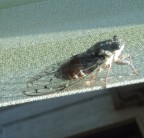 ho fatto delle acrobazie e vari tentativi per riuscere a ritrarla senza inquadratura