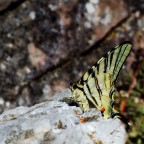 Podafarfa - Macroraduno