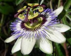 Passiflora