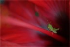 Hibiscus Hopper Hibiscus Hopper