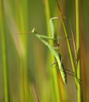 Mantis o Mangustis.....