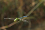 libellula libellula