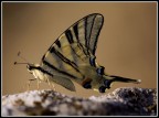 Iphiclides Podalirius Iphiclides Podalirius