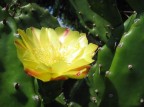 Fiore Fiore